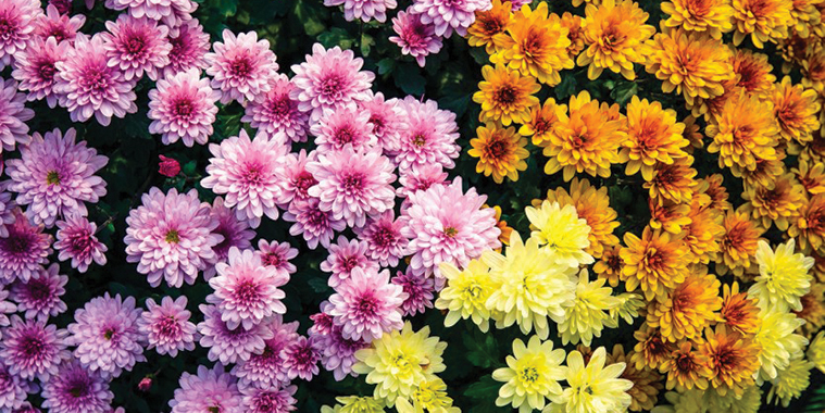 08-Chrysanthemum.jpg (421 KB)